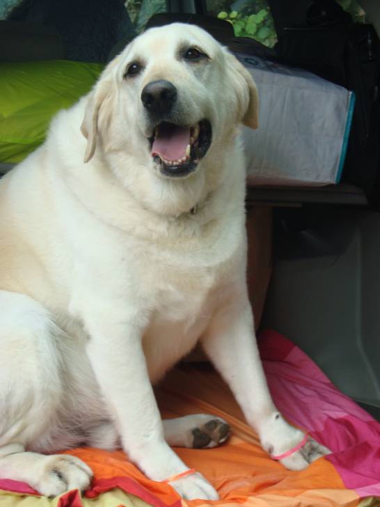 ZACK - Labrador Retriever Mâle (8 ans)