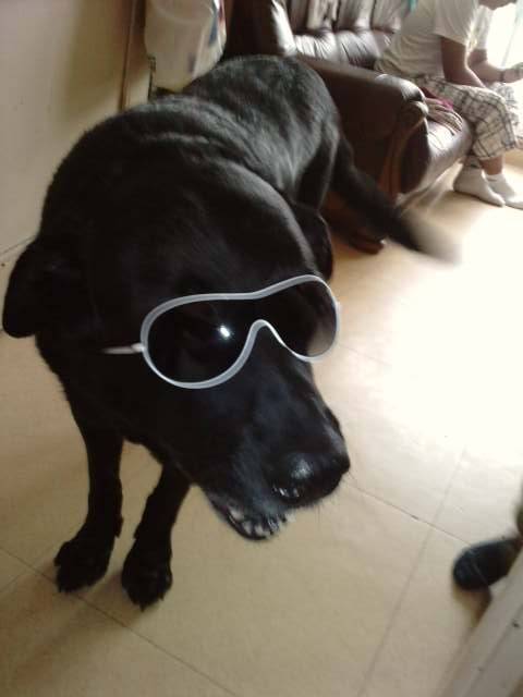 phoebus - Labrador Retriever Mâle (13 ans)