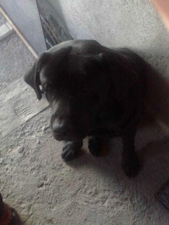 Chencho - Labrador Retriever Mâle