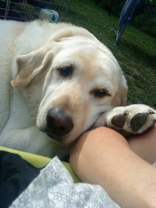 zack - Labrador Retriever Mâle (7 ans)
