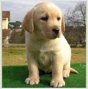 Lucky - Labrador Retriever Mâle (1 mois)
