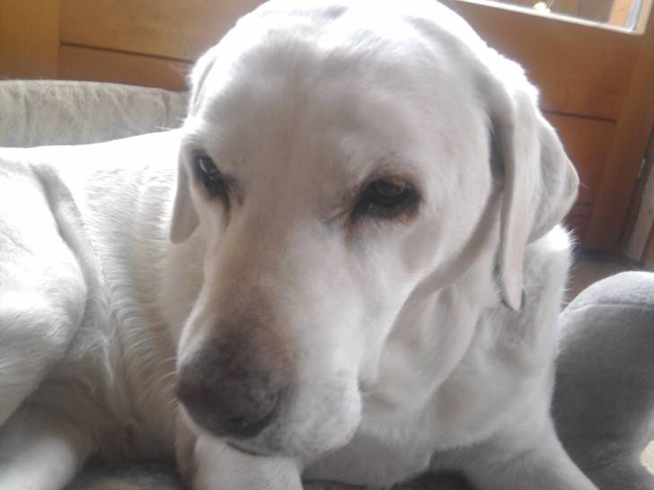 Tosca - Labrador Retriever (6 ans)
