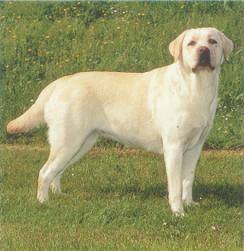 Chanelle - Labrador Retriever (8 ans)