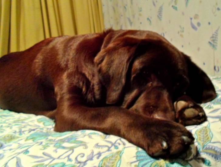 Idjy - Labrador Retriever (3 ans)