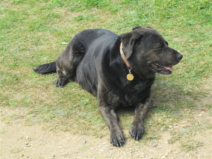 dzia - Labrador Retriever (3 ans)