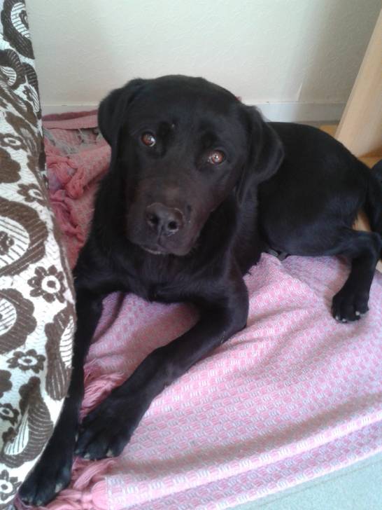 Rocky - Labrador Retriever Mâle (1 an)