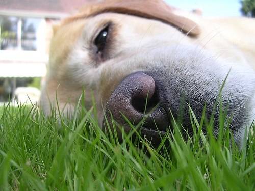 Jake - Labrador Retriever Mâle (1 an)