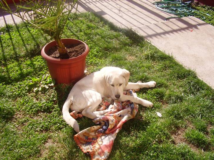lukas - Labrador Retriever Mâle (1 an)