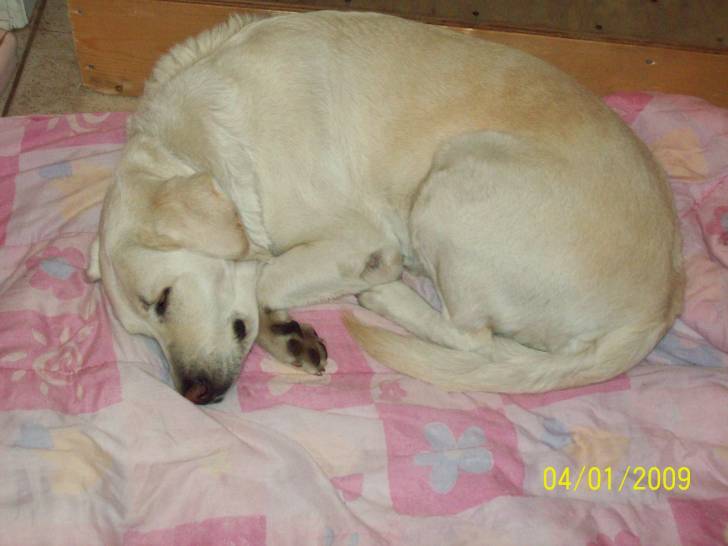 Lassie - Labrador Retriever (6 ans)