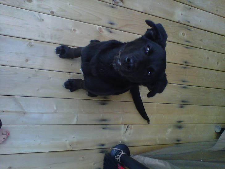 Shadow - Labrador Retriever Mâle (10 mois)