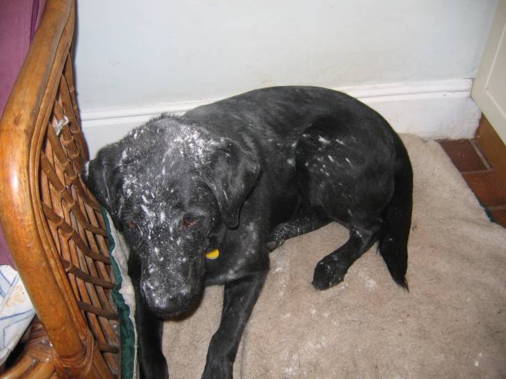 Blue - Labrador Retriever Mâle (12 ans)