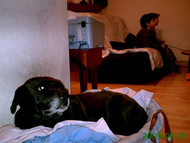 Luna - Labrador Retriever (9 ans)