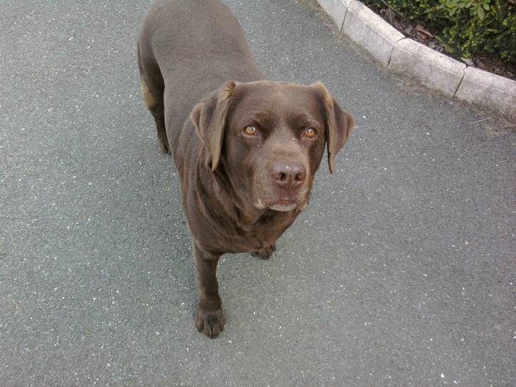 toupie - Labrador Retriever (7 ans)