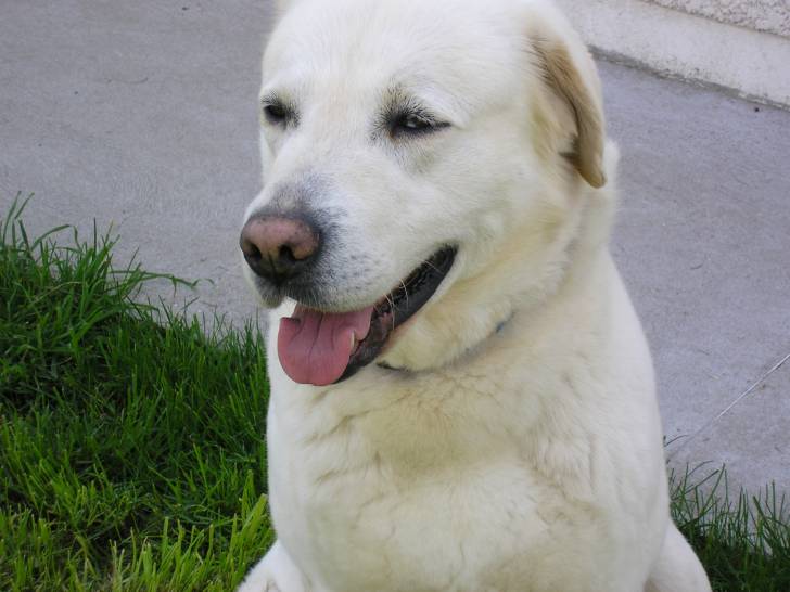 Fantome - Labrador Retriever Mâle (7 ans)