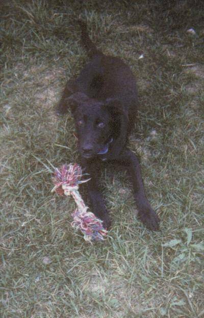 belle - Labrador Retriever (2 ans)