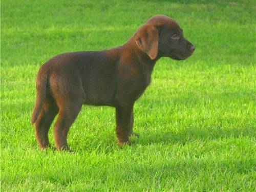 abby - Labrador Retriever (10 ans)