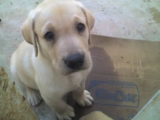 Nick - Labrador Retriever Mâle (3 mois)