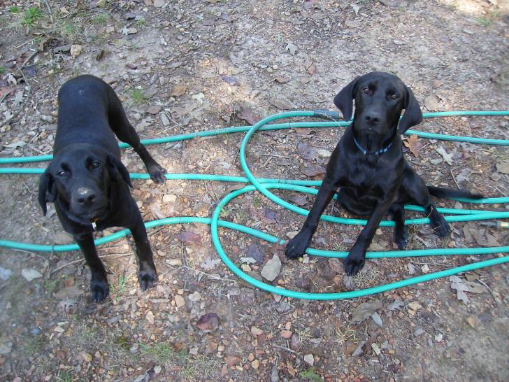 Abbie & Lola - Labrador Retriever (8 mois)