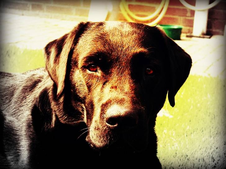 Yugi - Labrador Retriever Mâle (2 ans)