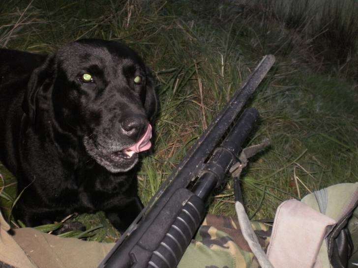 Jess - Labrador Retriever (9 ans)