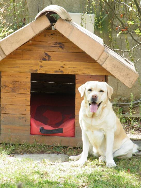 Louloute - Labrador Retriever