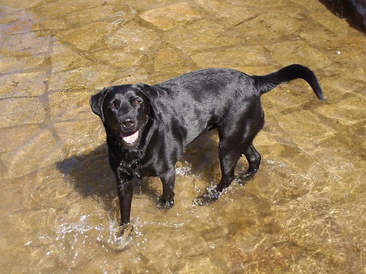 Toscane - Labrador Retriever (10 ans)