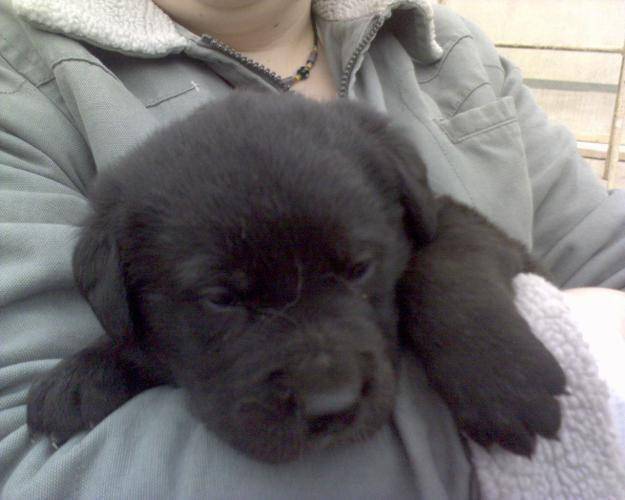 Bludy - Labrador Retriever Mâle (1 mois)