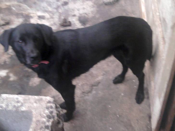 kenya - Labrador Retriever (5 ans)