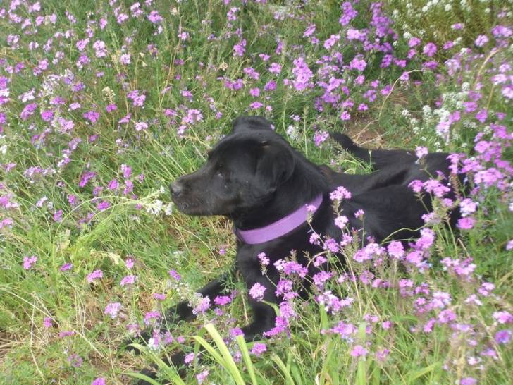 Julia - Labrador Retriever (1 an)