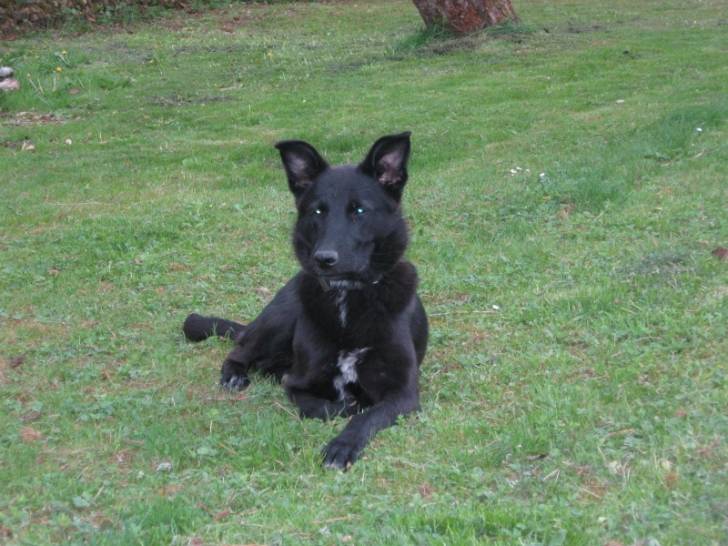 aire - Labrador Retriever (2 ans)