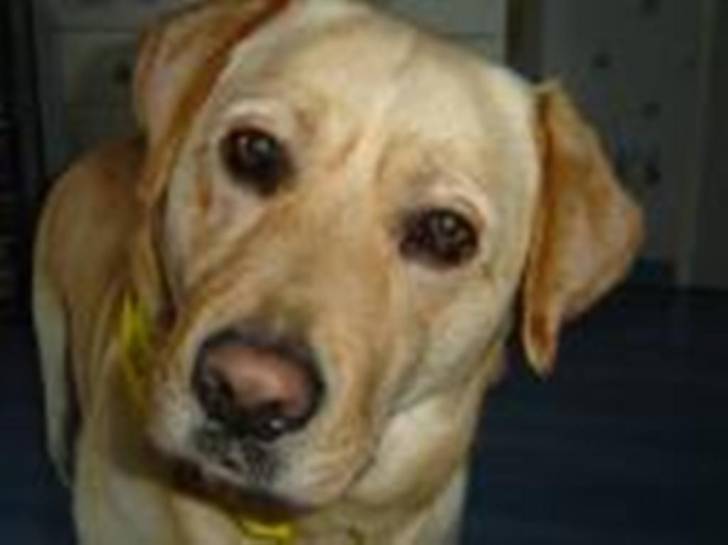 BENJI - Labrador Retriever Mâle (7 ans)