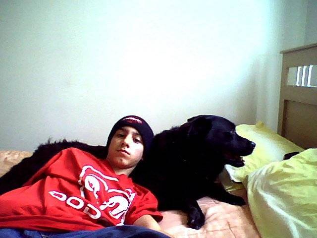 katou - Labrador Retriever (9 ans)