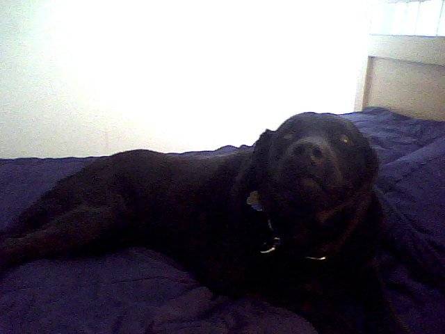 katou - Labrador Retriever (9 ans)