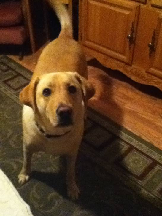 Kaste - Labrador Retriever (2 mois)