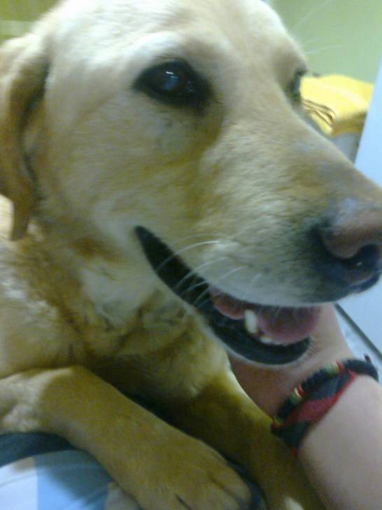MIRCKO - Labrador Retriever Mâle (13 ans)
