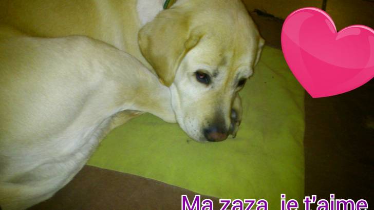 Gros dodo - Labrador Retriever (7 ans)
