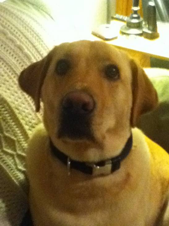Kaste - Labrador Retriever (2 mois)