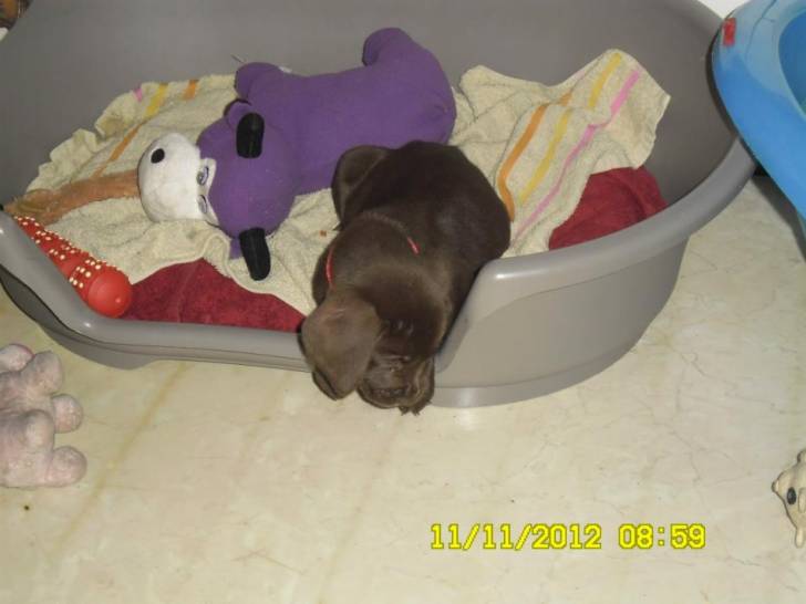 kovu - Labrador Retriever Mâle (2 mois)