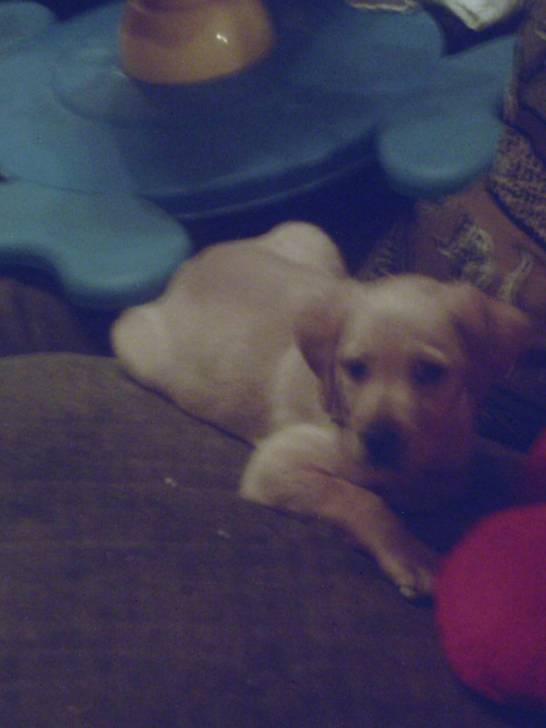 nounours - Labrador Retriever Mâle (3 mois)