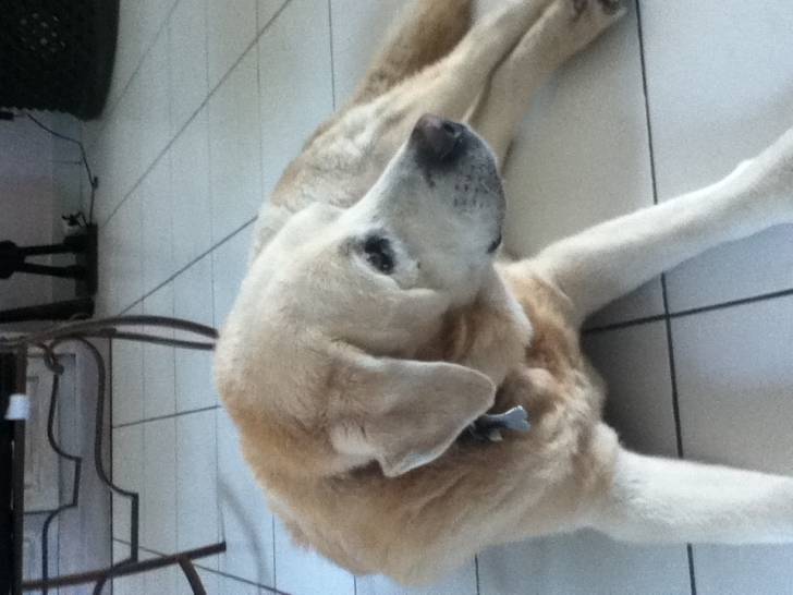 Nathy - Labrador Retriever Mâle (15 ans)