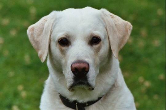 Dog - Labrador Retriever (5 ans)