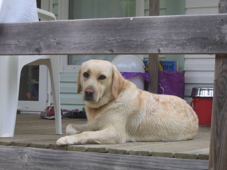 Belle - Labrador Retriever (6 ans)