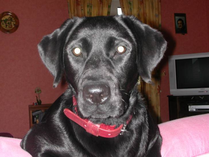 Boka - Labrador Retriever (3 ans)