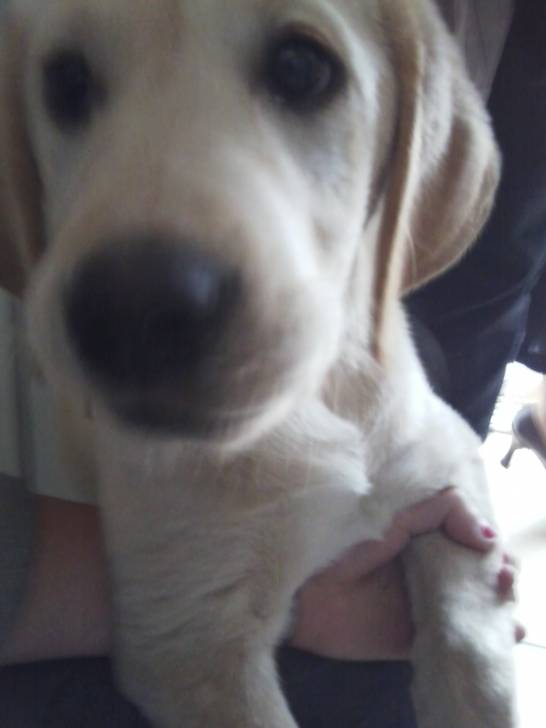 mon petit chien - Labrador Retriever Mâle (3 mois)
