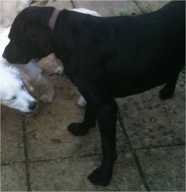 harvey - Labrador Retriever Mâle (4 ans)