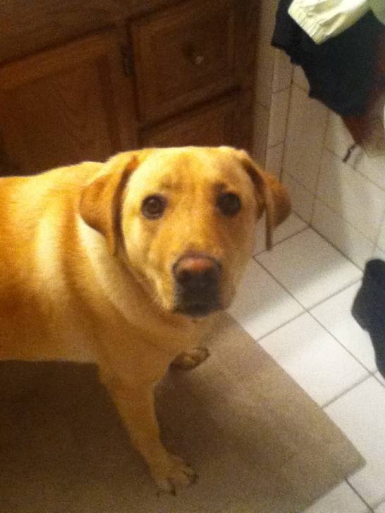 Kaste - Labrador Retriever (2 ans)