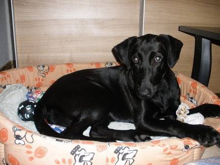 Akira - Labrador Retriever (8 mois)