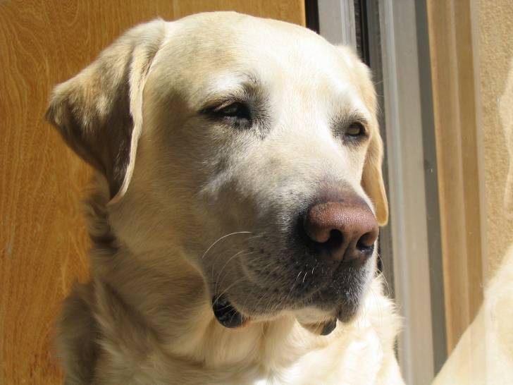 Pax - Labrador Retriever Mâle (12 ans)