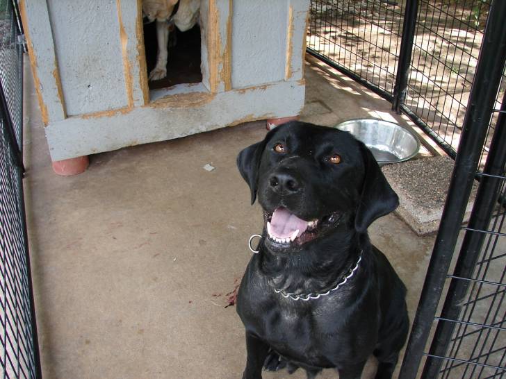 Bella - Labrador Retriever (5 ans)