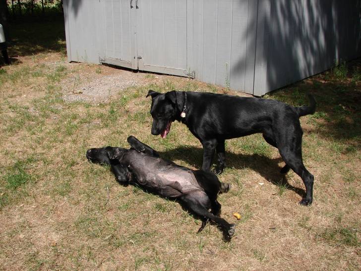 bella - Labrador Retriever (5 ans)